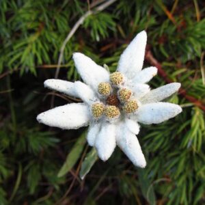 Quels sont les meilleurs endroits pour observer la faune et la flore en montagne en été ?