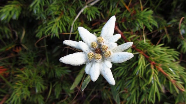 Quels sont les meilleurs endroits pour observer la faune et la flore en montagne en été ?