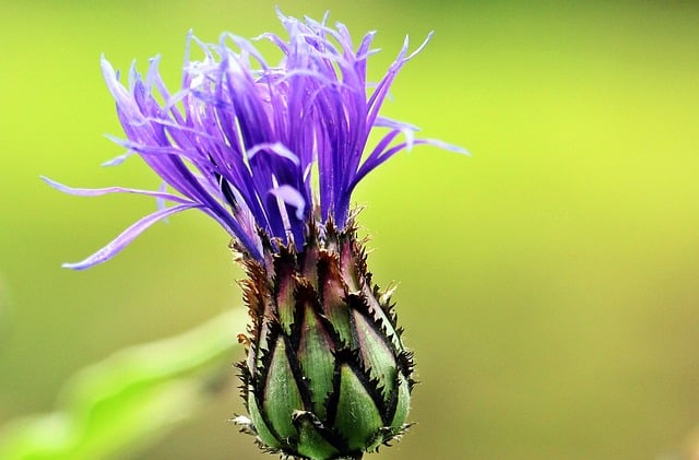 fleur-de-montagne